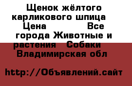 Щенок жёлтого карликового шпица  › Цена ­ 50 000 - Все города Животные и растения » Собаки   . Владимирская обл.